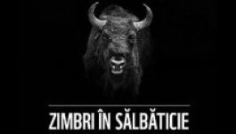 Szabadon engedik a Szárkő hegységbe telepített bölényeket