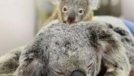 Nem mozdult édesanyja mellől a bébikoala