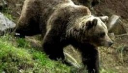 Emberre támadt egy medve Gyergyóban