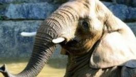 Embert ölt egy elszabadult cirkuszi elefánt Németországban