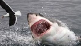 Súlyos cápatámadások voltak az Egyesült Államokban