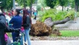 Kidőlt egy fa a kolozsvári Sétatéren, tragédia is történhetett volna