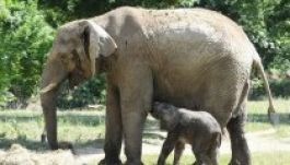 Először engedték ki a nyíregyházi elefántbébit (FOTÓK)