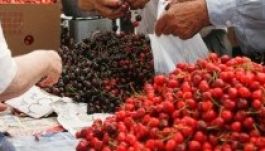 Romániába megy a magyar cseresznye