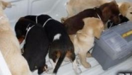 Kutyakölykökben csempészett heroint egy venezuelai állatorvos