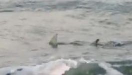 Cápa támadt rá egy 8 éves kisfiúra egy amerikai strandon