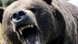 Medve sebesített meg egy pásztort Székelyföldön