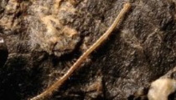 Új ízeltlábúfajt fedeztek fel Horvátországban