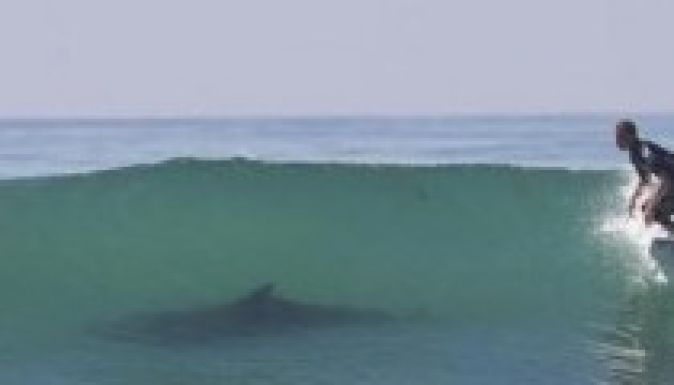 Kiharapta a szörfdeszkát a szörfös alól egy cápa Ausztráliában