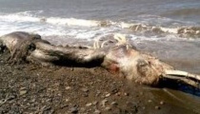 Furcsa lény tetemére bukkantak Szibériában