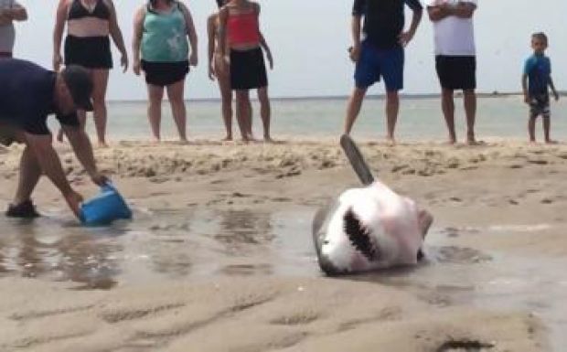 Megmentették a partra vetett fehér cápát a strandolók