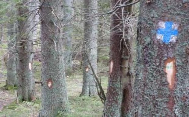 Takarítják a gyalogos turistaútvonalakat Hargita megyében