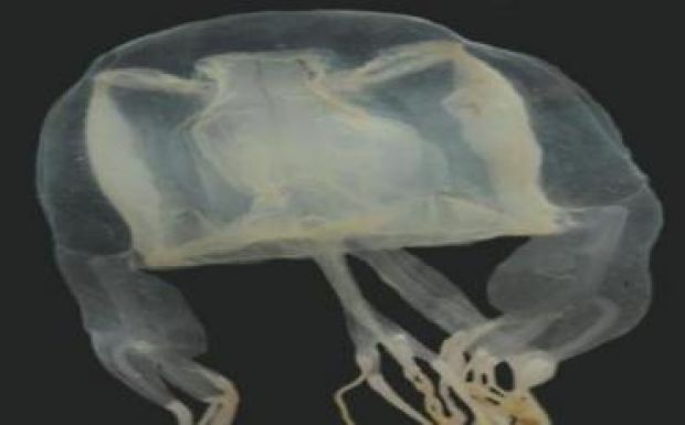 Új fajt fedezett fel egy kilencéves kisfiú