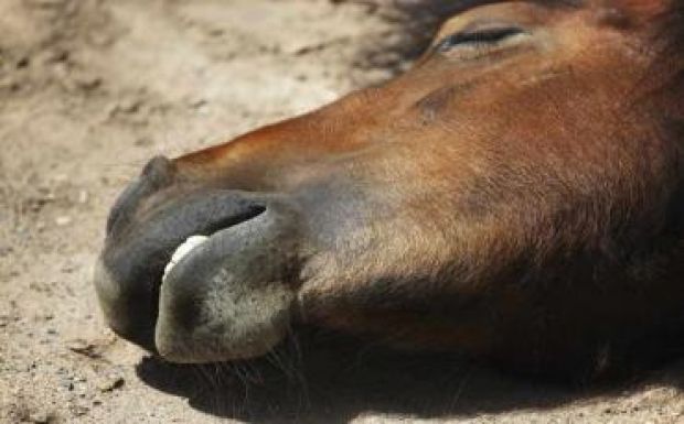 Lovakat vágtak le és adtak el marhahúsként Magyarországon