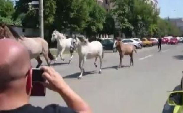 Lovak vágtáztak szombaton Nagybánya egyik lakónegyedében