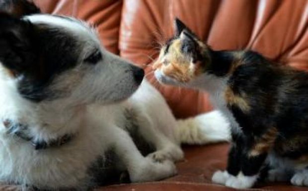 Teljes jogú lakosoknak nyilvánította a kutyákat és macskákat egy spanyol város