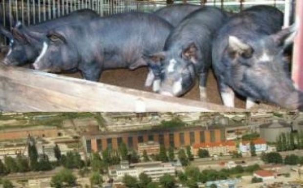 Online petícióval küzdenek a váradiak a sertésfarm bűze ellen