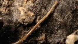 Új ízeltlábúfajt fedeztek fel Horvátországban