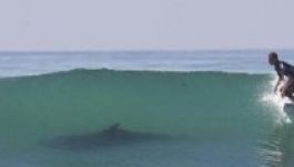 Kiharapta a szörfdeszkát a szörfös alól egy cápa Ausztráliában