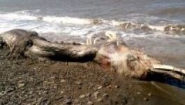 Furcsa lény tetemére bukkantak Szibériában