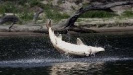 Kiugrott tokhal csapott agyon egy kislányt