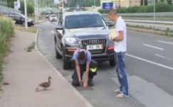 Kanálisból mentettek ki kacsákat Besztercebányán