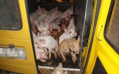 Állatkínzás: 27 malacot zsúfoltak az autó rakterébe