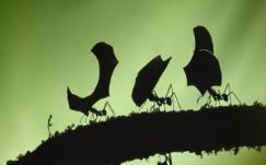 Ambrus Attila: Bogaraim, hangyáim