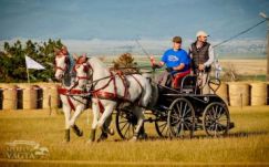 Székely Vágta: újra Szőcs Lehel nyerte a fogathajtó versenyt