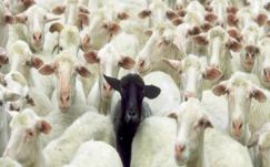 Ambrus Attila: Kisebbségek komplexusai