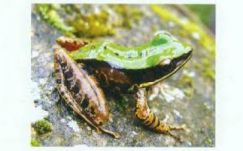 Új állatfajokat fedeztek fel Tibetben