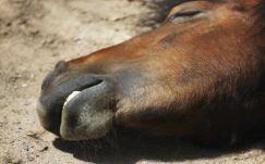 Lovakat vágtak le és adtak el marhahúsként Magyarországon