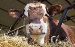 Tehénistállókba, disznóólakba szerelnek légkondit Olaszországban