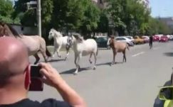 Lovak vágtáztak szombaton Nagybánya egyik lakónegyedében