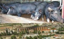 Online petícióval küzdenek a váradiak a sertésfarm bűze ellen