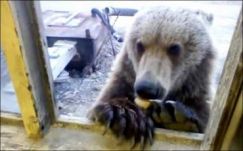 Rettegésben tartják a medvék egy szibériai település lakóit