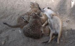 A szurikátákat fogadnák örökbe a legtöbben Nagyváradon