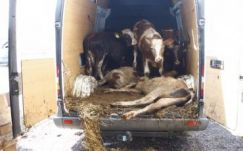 Állatkínzással gyanúsít a magyar rendőrég két román állampolgárt