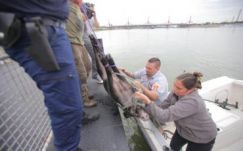 Vaddisznót fogtak Budapest központjában (VIDEÓ)