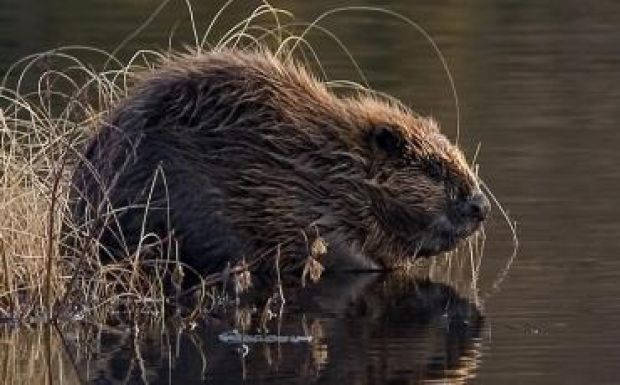 Sikerült újra meghonosítani a hódokat Arad megyében