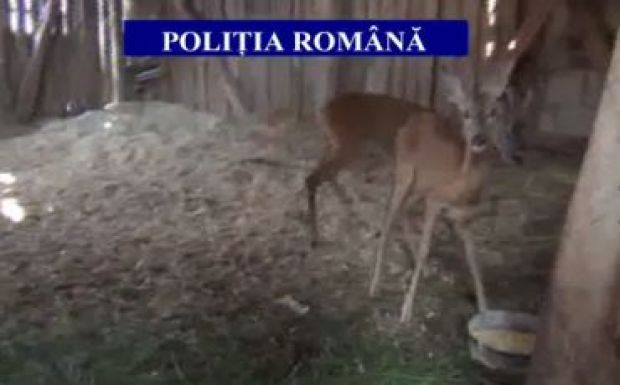 Őzeket tartottak fogva a fatolvajok Kolozs megyében