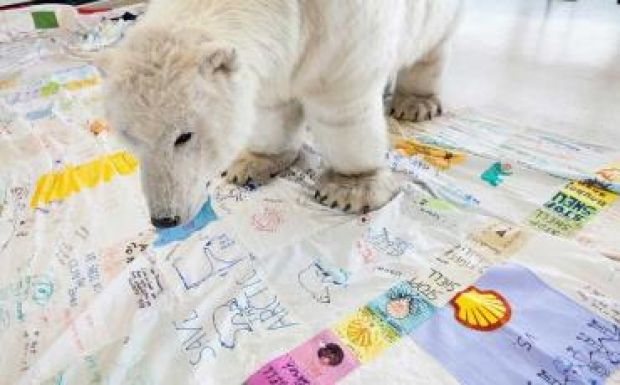 Kreatív Greenpece-akció indult az Északi-sarkvidékért