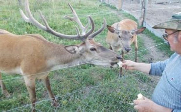 Alpakákkal, emukkal, bölényekkel találkoztunk Székelyföldön