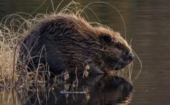 Sikerült újra meghonosítani a hódokat Arad megyében