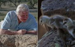 Távozik Attenborough a képernyőről, de marad a tévénél