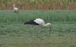 Visszaindultak Afrikába a fehér gólyák