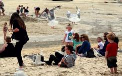 Elszemtelenedtek és már veszélyesek a sirályok Dél-Angliában