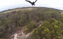 Sas támadt rá a drónra