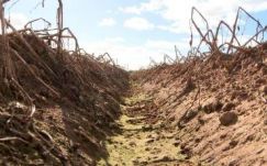 Megsínylette a székely pityóka a hosszan tartó aszályt