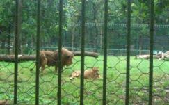 Nagyon sok látogatója van a marosvásárhelyi állatkertnek